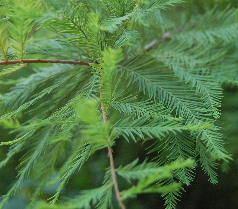Bald Cypress Trees 2 Pack - 4" Containers - Fast-Growing Wetland Tree - Taxodium Distichum for Zones 5-10