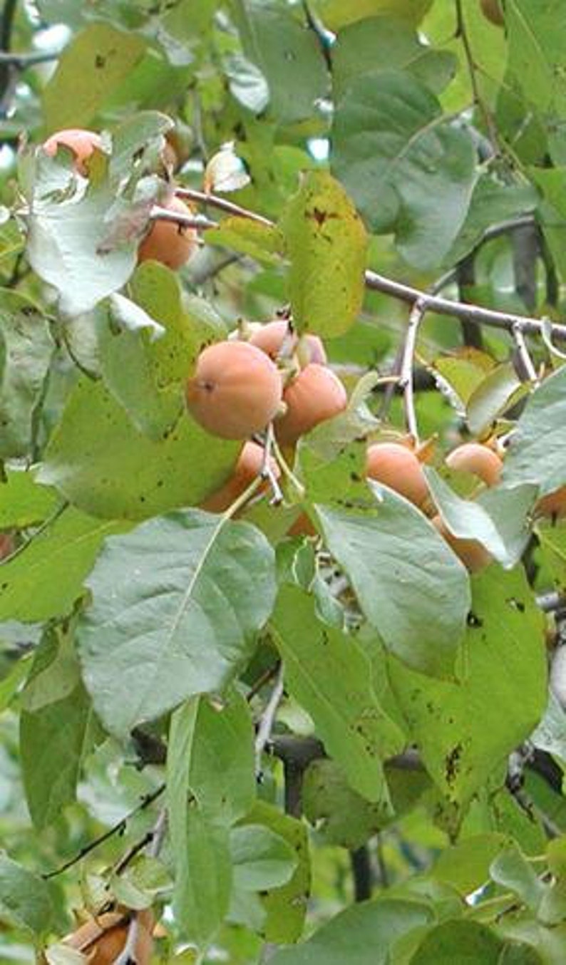 American Persimmon Tree 1-2' Diospyros virginiana - Sweet Fruit, Hardy Zones 3-9, Bare Root Sapling