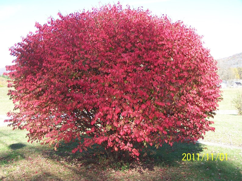 Burning Bush Plant 4" Container Euonymus Alatus 'Compacta' Red Foliage Hedge for Garden Zones 4-9