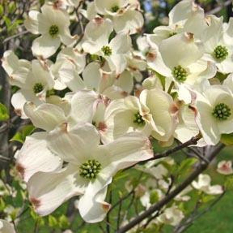 Flowering Dogwood Tree 3-4 Ft White Cornus Florida - Hardy Deciduous Tree for Landscaping and Spring Blooms