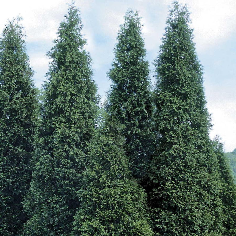 Green Giant Arborvitae Plants - 4" Pots - Thuja Green Giant - Evergreen Hedges for Full Sun to Partial Shade - 2 Pack