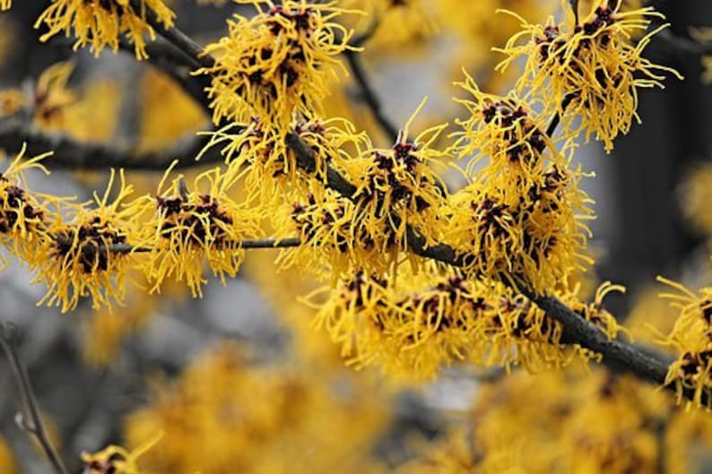 Witch Hazel Tree Shrub 18-36" Fragrant Yellow Flowers Hamamelis virginica Full Sun Partial Shade Zones 3-9