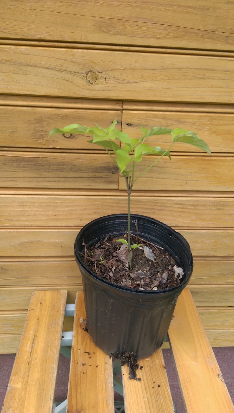 White Flowering Dogwood Trees Set of 2, 6"-12" Live Plants, Cornus florida, Ornamental with Showy Blooms, Wildlife Habitat