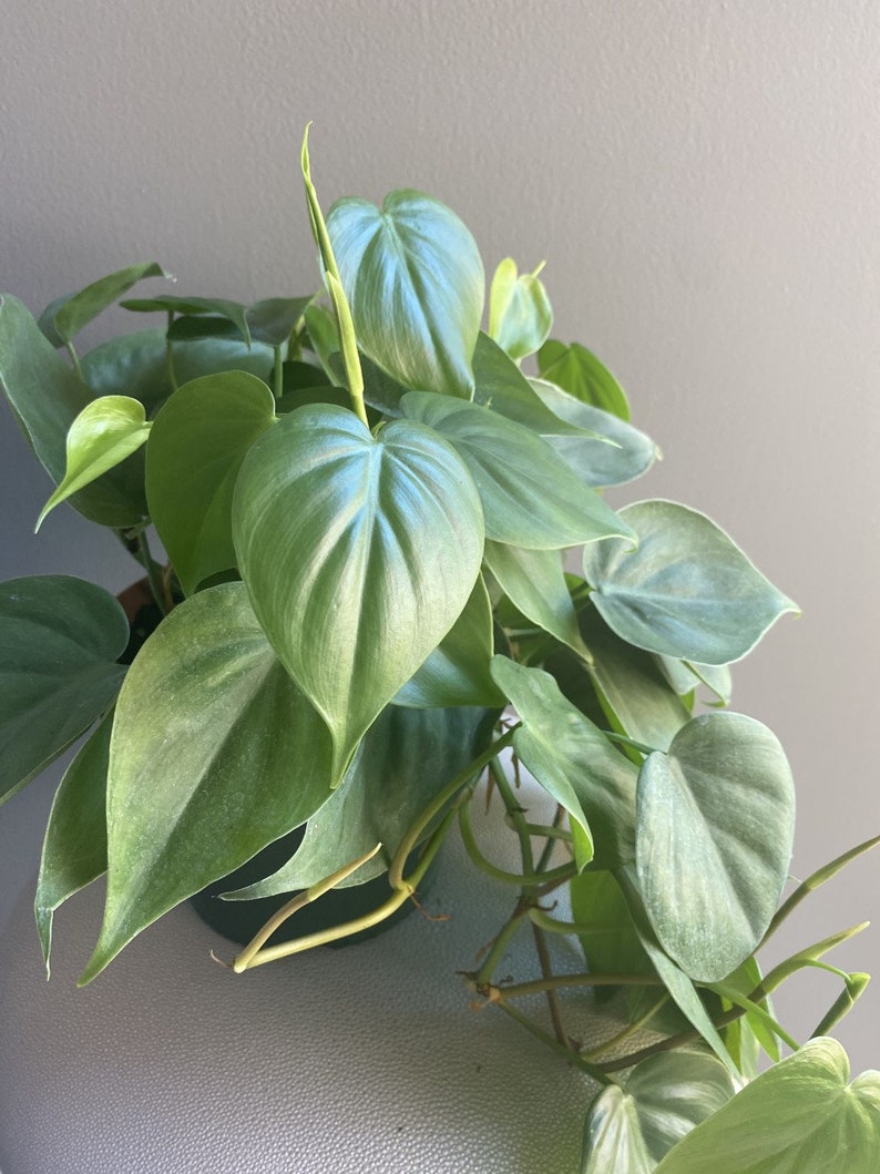 Philodendron Cordatum "Heartleaf" 6" Live Indoor House Plant - Easy Care Trailing Aroid - Air Purifying Houseplant