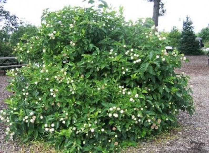 Buttonbush Plant - 10-18" Bareroot - Native Shrub - Cephalanthus occidentalis - Attracts Pollinators - Wetland Garden Plant