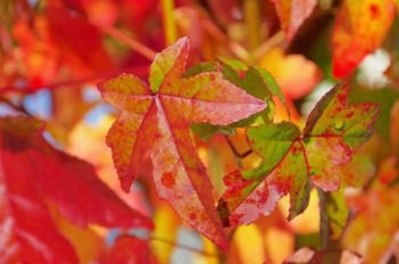 Sweet Gum Seedling Quart Pot - Liquidambar styraciflua - Ornamental Tree for Zones 5-9 - Fast-Growing Deciduous Plant