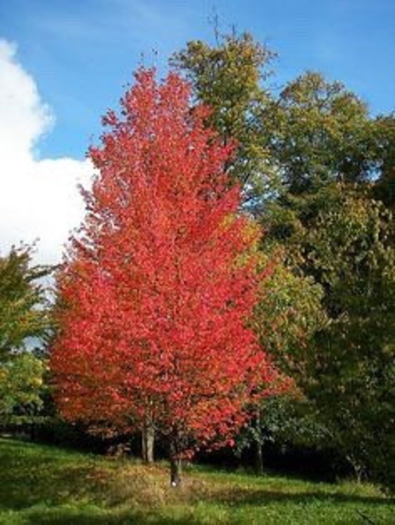 Native Red Maple Quart Pot - Acer rubrum - Deciduous Tree for Zones 3-9 - Vibrant Autumn Foliage - Bare Root Shipping