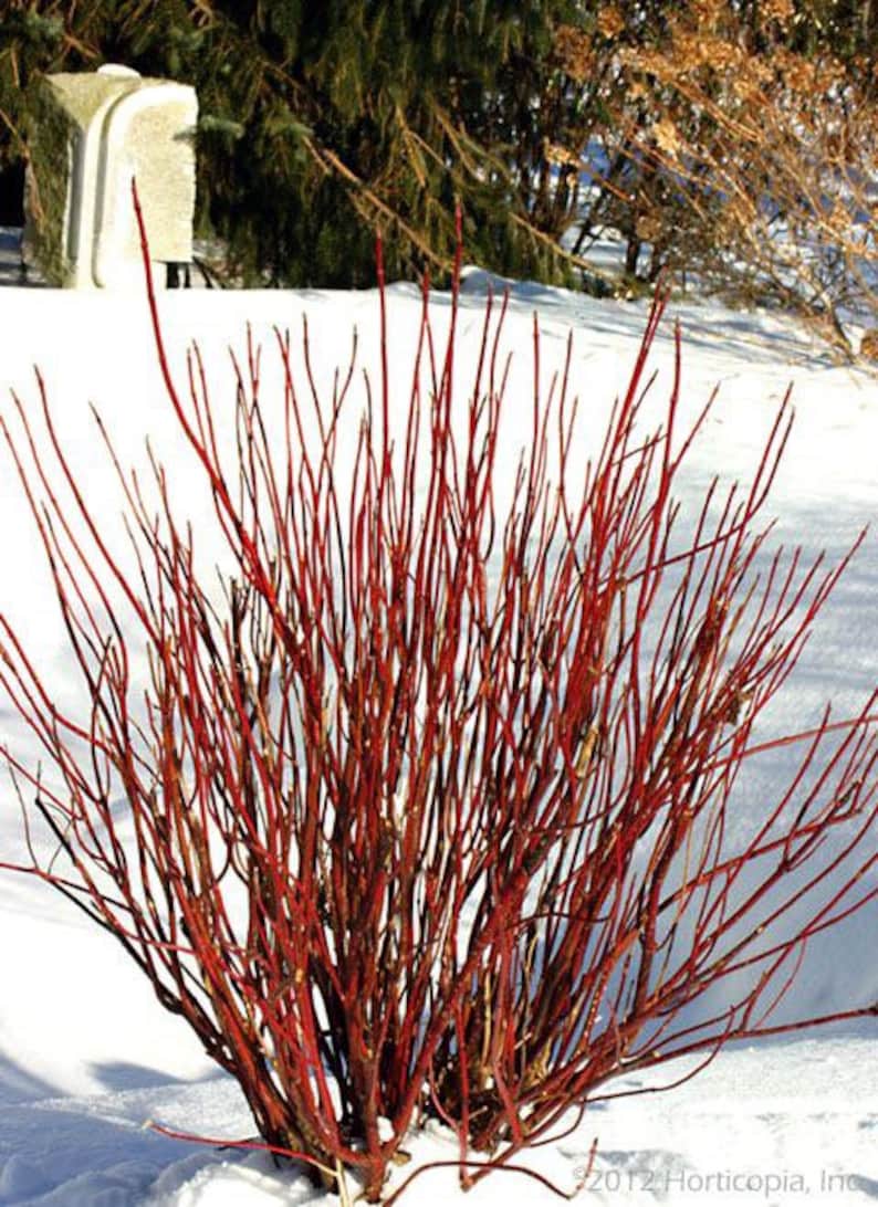 Red Twig Dogwood Quart Pot Plant - Cornus sericea - Vibrant Red Stems for Wetland Gardens - Easy Care Shrub