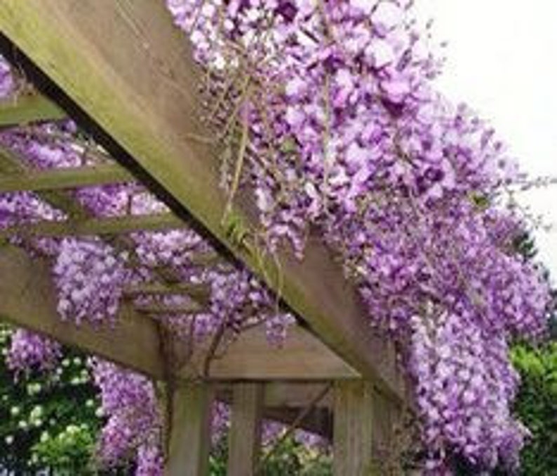 Blue Flowering Wisteria Seedling 2.5” Pot Wisteria Sinensis, Climbing Vine for USDA Zones 4-9, Perfect for Gardens and Trellises