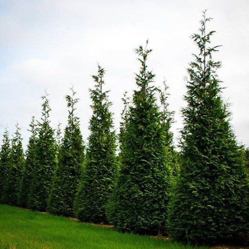 Thuja Green Giant Arborvitae Quart Pot - Evergreen Tree - Thuja plicata - Ideal for Privacy Screens - Hardy in Zones 5-9