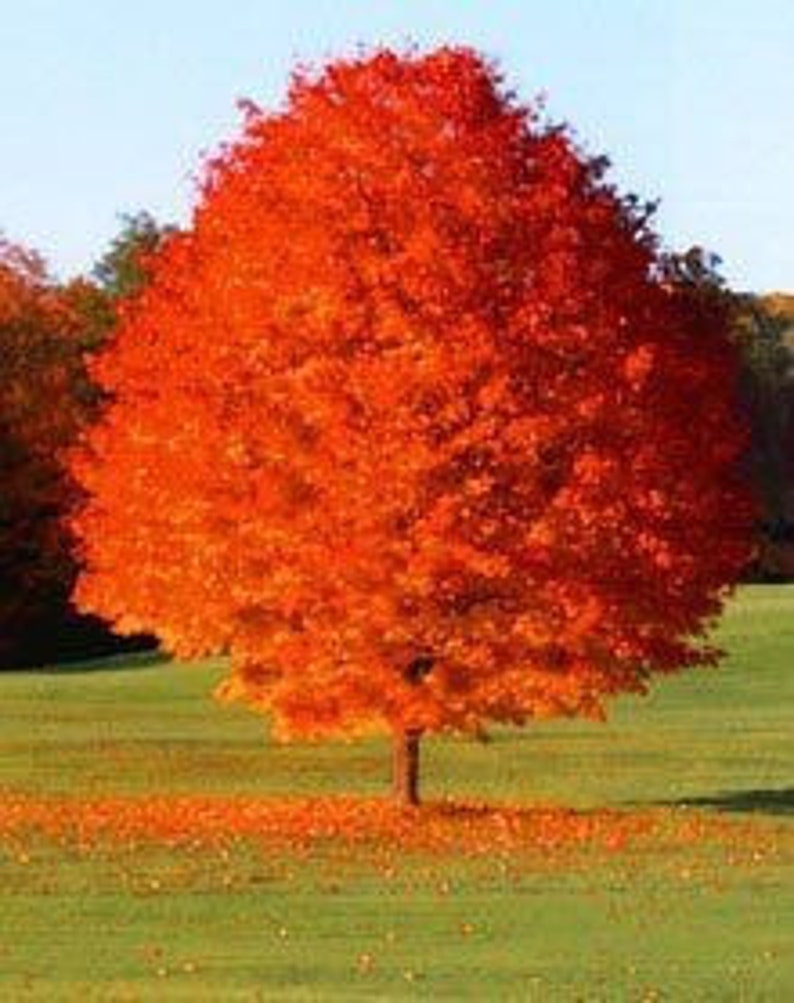 October Glory Maple Quart Pot - Fast-Growing Red Maple, Acer rubrum 'October Glory' - Ideal Shade Tree for Yard & Wildlife