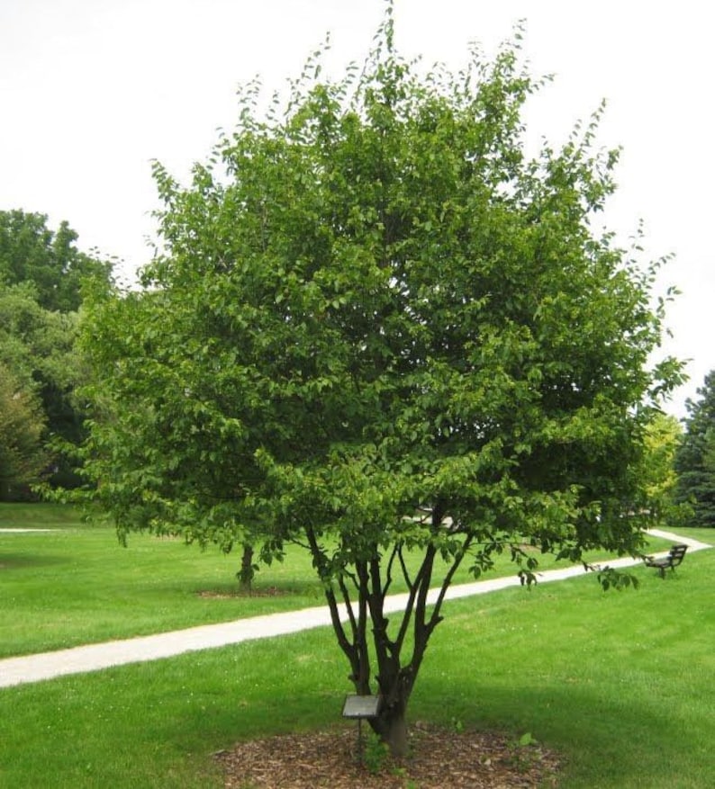American Hornbeam Tree in Quart Pot - Carpinus caroliniana - Small Tree for Zones 3-9 - Unique Fluted Trunk - Bare Root Shipping Available