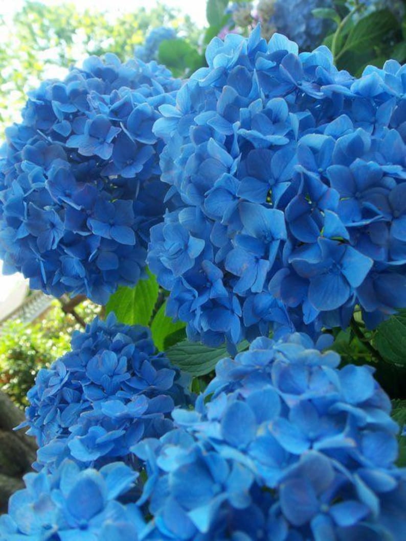 Nikko Blue Hydrangea Plant in Gallon Pot - Hydrangea macrophylla - Vibrant Blue Blooms for Zones 6-9 - Bare Root Shipping Available