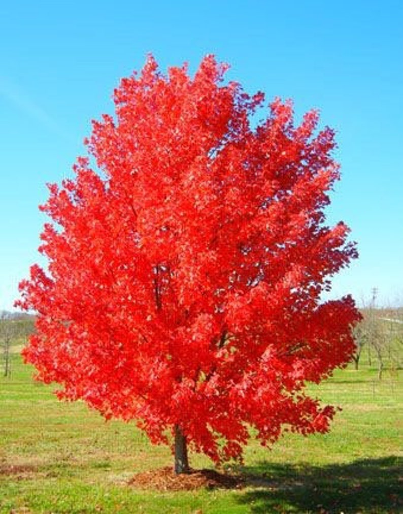 October Glory Maple Tree 2.5" Pot, Fast-Growing Red Maple, Acer Rubrum, Vibrant Fall Foliage, Ideal Shade Tree for Yards