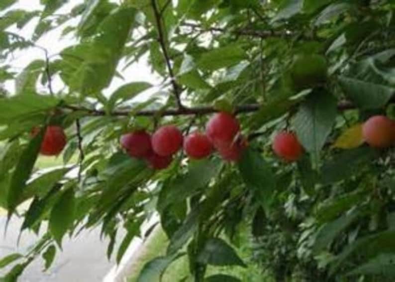 American Plum Trees 3-4' Tall Edible Fruit Prunus americana Native to Zones 5-9 – Two Container-Grown Trees for Gardens