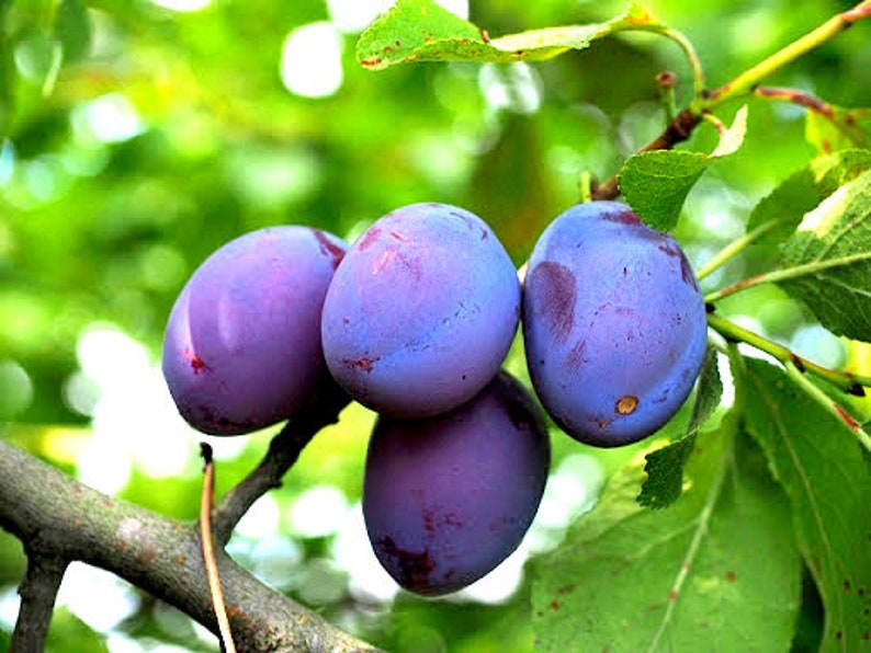 Damson Blue Plum Cuttings - 10 Unrooted Organic Cuttings for Propagation - Prunus