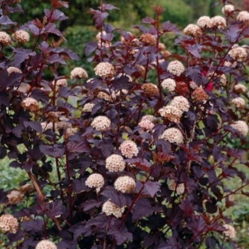 Crimson Diablo Ninebark Shrub Quart Pot - Physocarpus opulifolius - Deciduous Ornamental Plant for Garden, USDA Zones 2-8