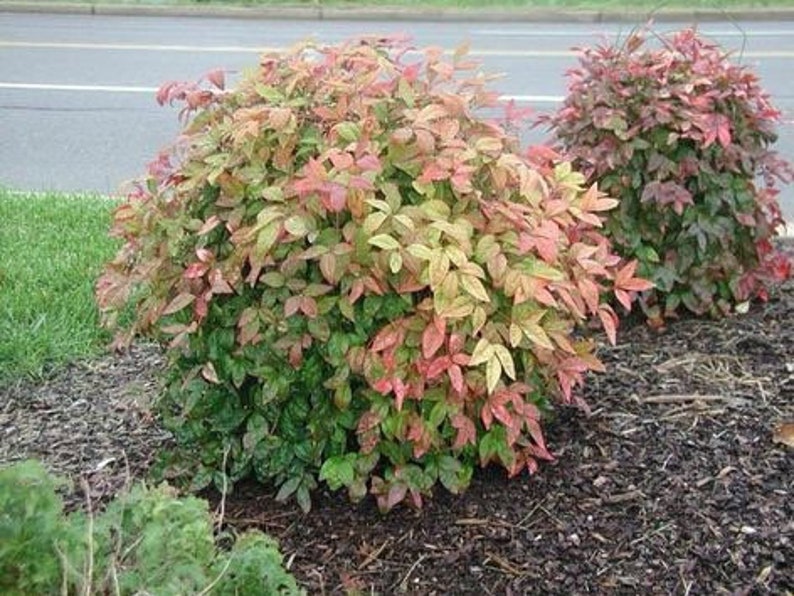 Dwarf Nandina Plant 2.5” Pot - Red Foliage Ornamental Shrub - Nandina domestica - USDA Zone 6-10 - Low Maintenance