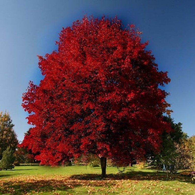 Brandywine Maple Tree 2.5” Pot - Cold Hardy Red Maple with Crimson Foliage - Acer rubrum