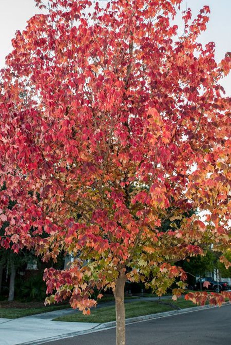 Trident Maple Quart Pot Plant - Acer Buergerianum - Hardy Deciduous Tree with Three-Lobed Leaves - Zones 5-9