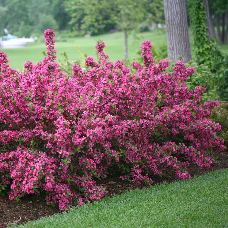 Pink Weigelia Plants 4" Container 2 Pack - Vibrant Pink Flowers - Weigela florida - Full Sun, Zones 4-8