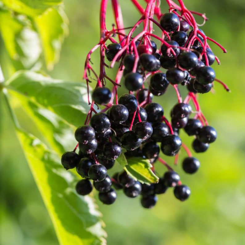 Live Plant 4" Pot American Black Elderberry 'Ranch' Sambucus canadensis - Zones 3-9, Full Sun to Part Shade