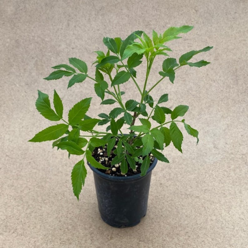 Live Plant 3.5" Pot Dwarf Papyrus Cyperus papyrus 'Dwarf Form' Full Sun to Part Shade Aquatic Plant for Ponds & Gardens