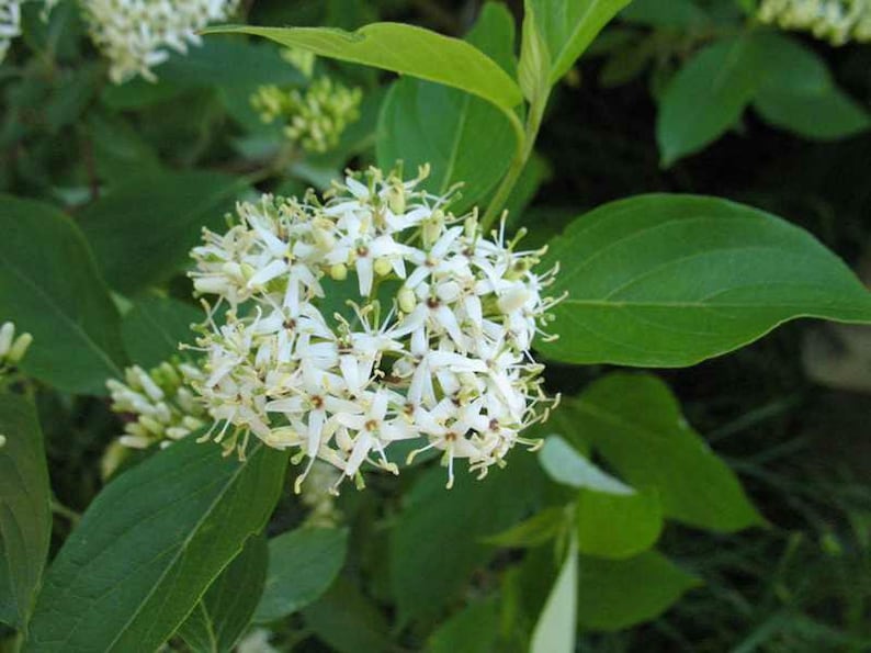 Silky Dogwood Plants - 2 Pack - Cornus Amomum - 4" Container - Native Shrubs with Creamy White Flowers for Moist Sites