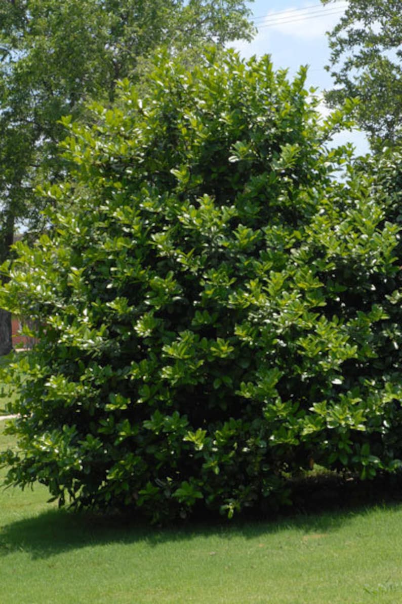 Needlepoint Holly Plant 6" in 3" Container, Ilex Cornuta 'Needlepoint', Evergreen Hedge for Zones 7-9, Full Sun/Partial Shade