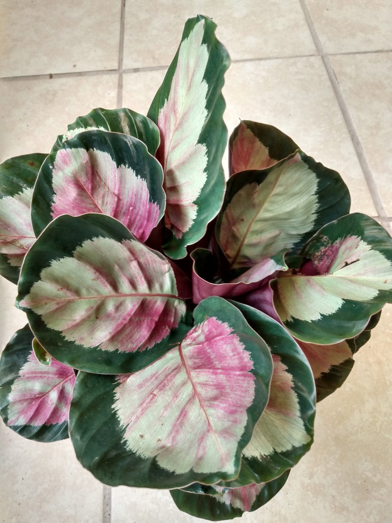 Calathea Dottie Plant - Small Rooted Houseplant with Purple Undersides - Calathea roseopicta - Includes Free Cutting