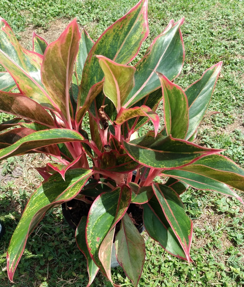 Aglaonema Siam Aurora Plant - Small Rooted Firecracker Aglaonema - Aglaonema Hybrid - Low Maintenance Houseplant with Free Cutting