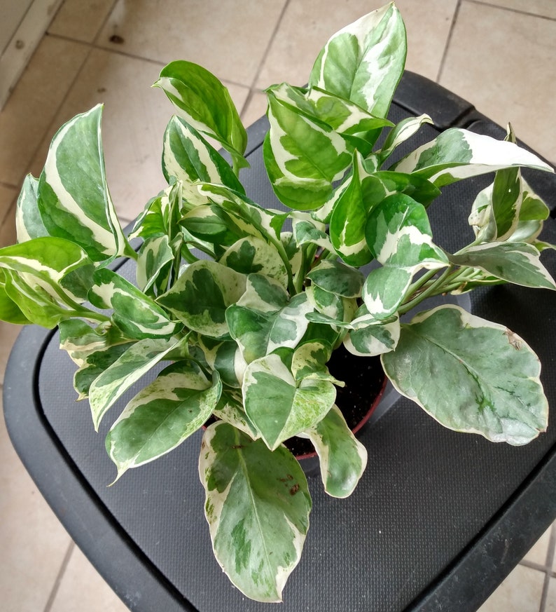 N'JOY Pothos Cutting 1 Rooted Easy Care Indoor Plant Epipremnum aureum 'N' JOY' Perfect for Beginners Low Maintenance
