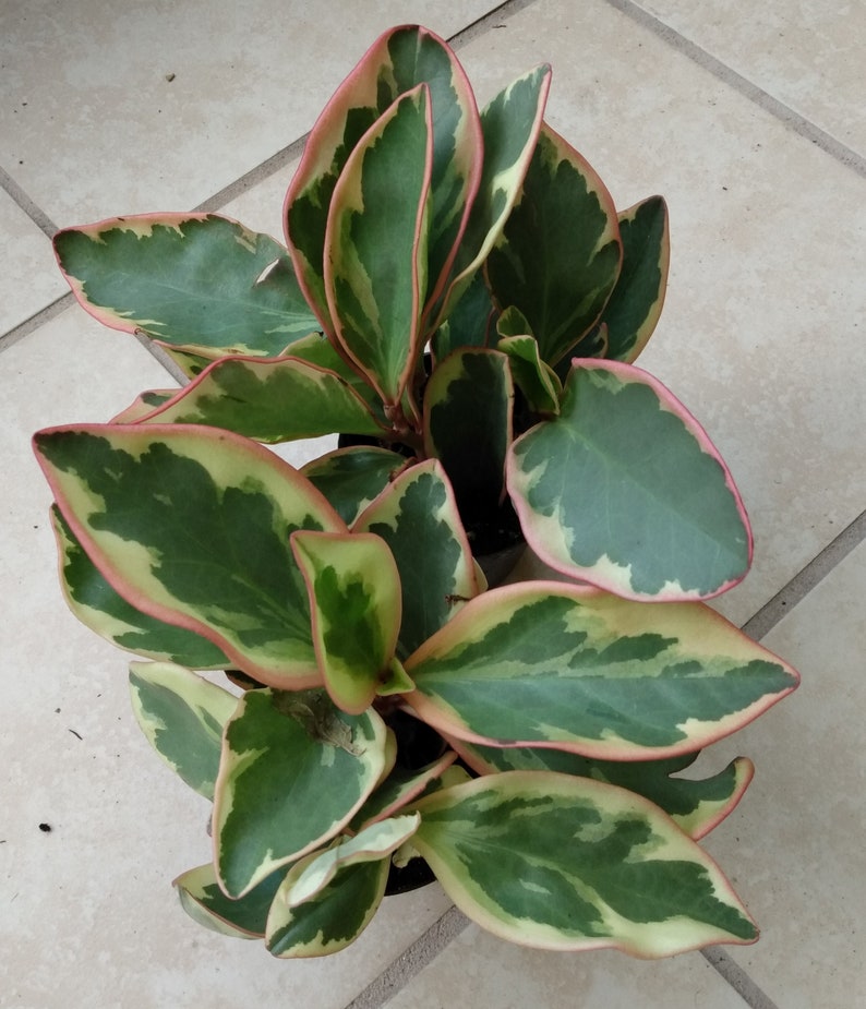 Small Variegated Red Edge Peperomia Plant - Peperomia clusifolia Jellie - Easy Care Houseplant for Indoor/Outdoor Gardens