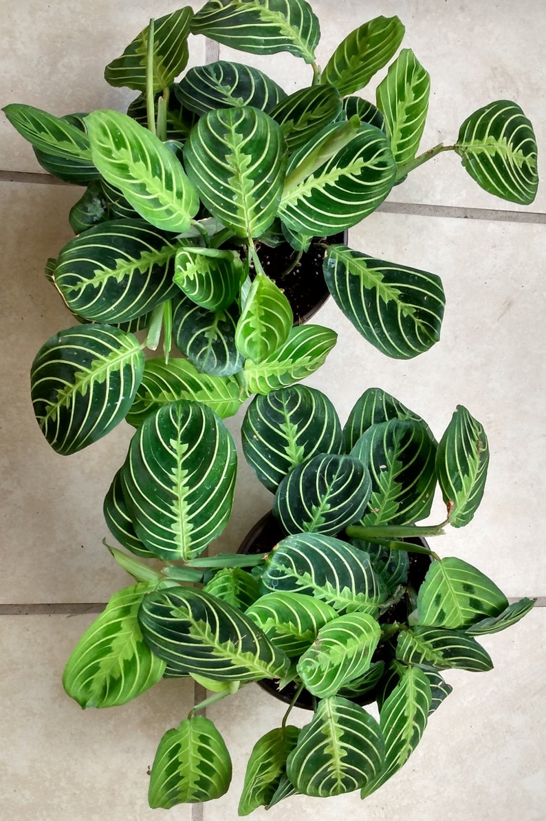 Prayer Plant Marisela - Small Rooted Houseplant - Maranta leuconeura - Easy Care Indoor Plant with Free Cutting