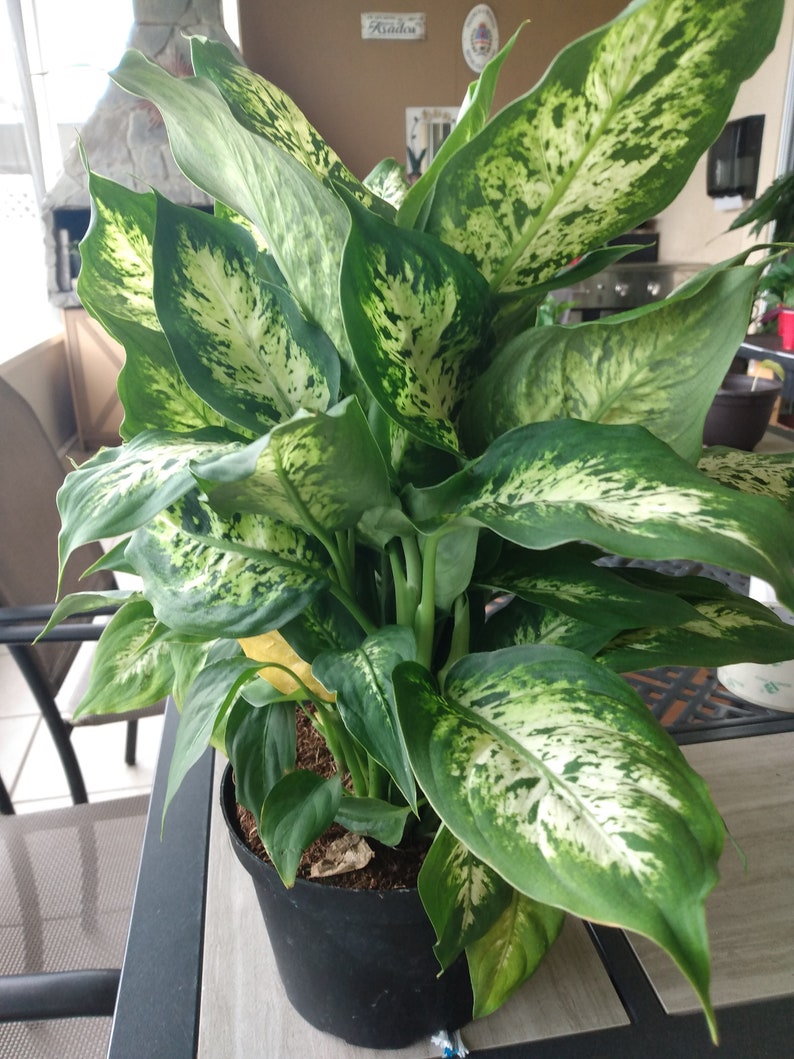 Dieffenbachia Dumb Cane Exotica Small Rooted Plant + Free Cutting - Easy Care Houseplant - Dieffenbachia spp.