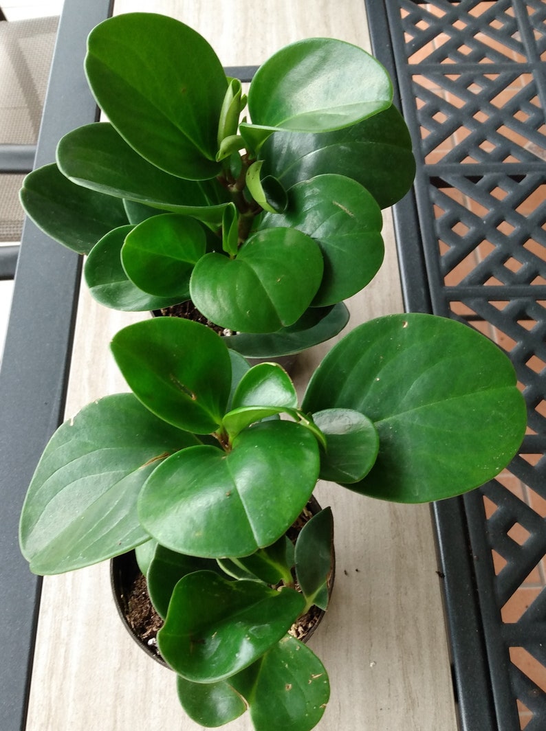 Peperomia Green Plant - Small Rooted Houseplant - Peperomia Pellucida - Easy Care Indoor Gardening - Free Cutting Included