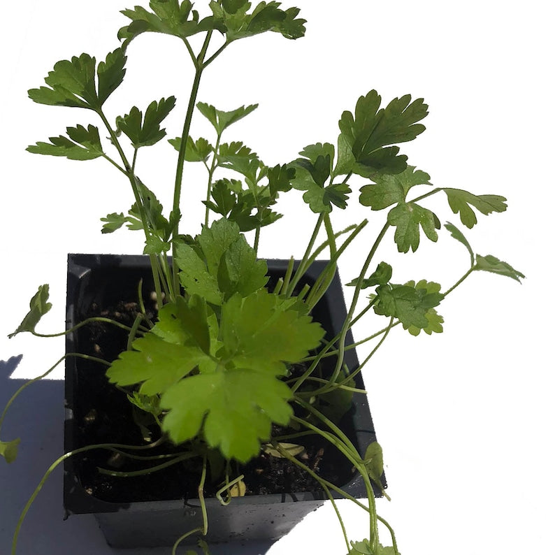 Organic Italian Parsley Plant - 2.5-inch Pot - Flat-leaved Variety (Petroselinum crispum) - Fresh Culinary Herb