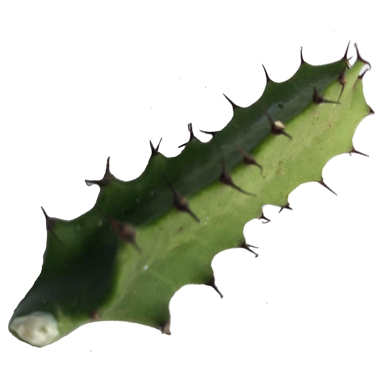 Organic Cathedral Cactus Cutting - 1-2 Inch Euphorbia trigona - Devil's Backbone Plant - Naturally Grown by Smoke Camp Crafts