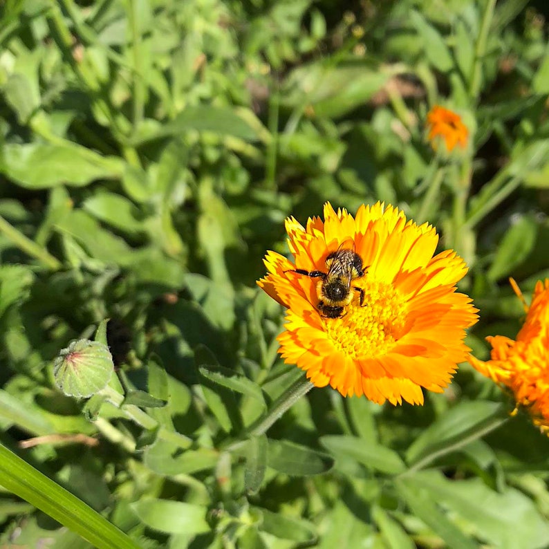 Organic Calendula Plant 2.5-inch Pot - Edible Flower for Salves & Herbal Remedies - Calendula officinalis - Easy to Grow