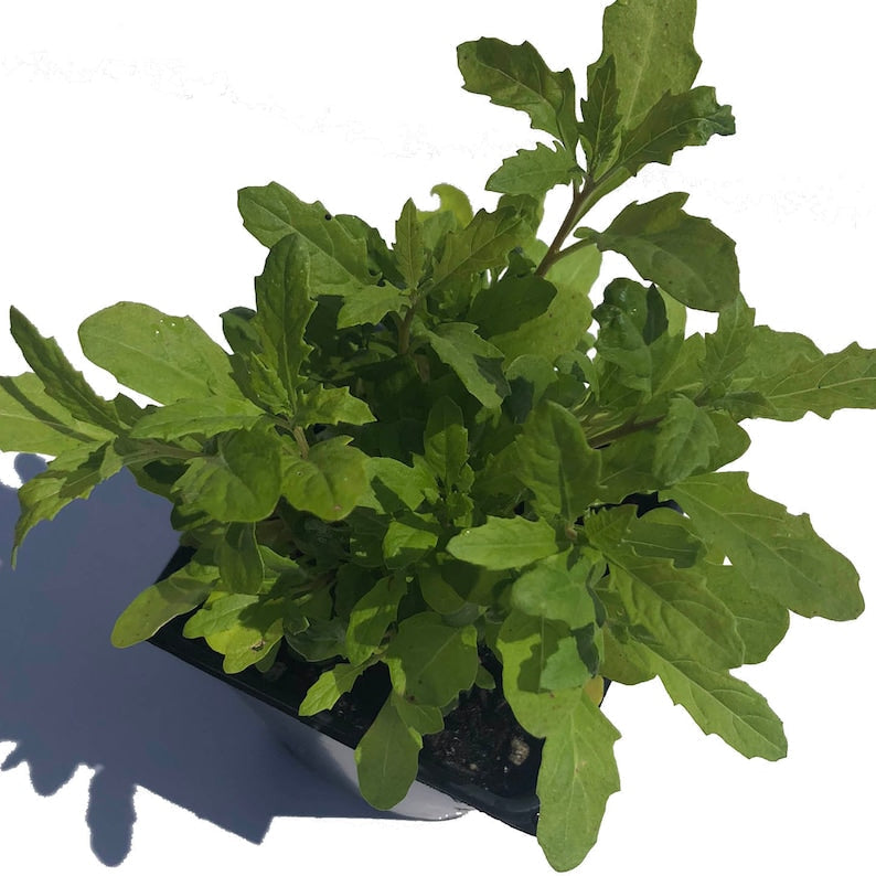 Organic Epazote Plant 2.5-inch Pot, Dysphania ambrosioides, Mexican Tea Herb for Culinary Use, Aromatic Flavor
