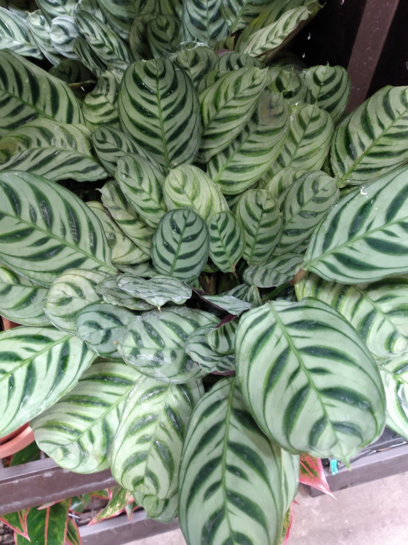 Fishbone Prayer Plant - Small Bareroot - Ctenanthe burle-marxii - Easy Care Tropical Houseplant for Indoors & Gardens