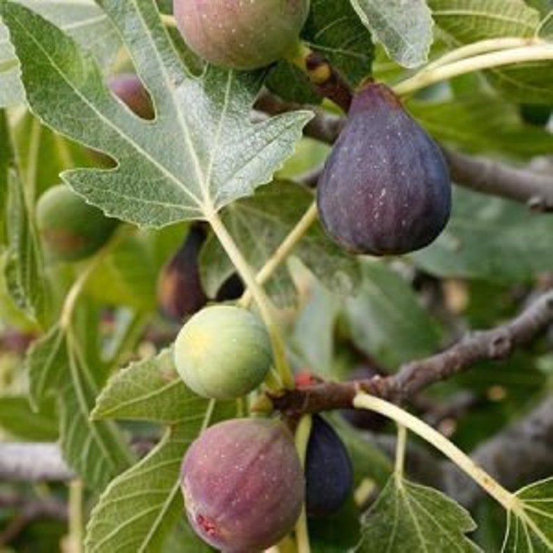 Celeste Fig Tree 24-36 Inches Cold-Hardy Sugar Fig Ficus carica Sweet Flavor Gulf Coast Favorite
