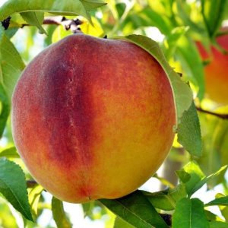Flordaking Peach Tree - 24-36 Inch Live Tree - Early Season Yellow Peach - Prunus persica - Sweet & Aromatic Fruits