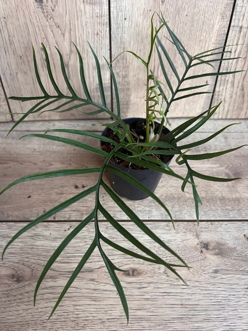 Philodendron Tortum 6" Pot - Rare Tropical Plant with Unique Deep-Cut Leaves - Philodendron tortum