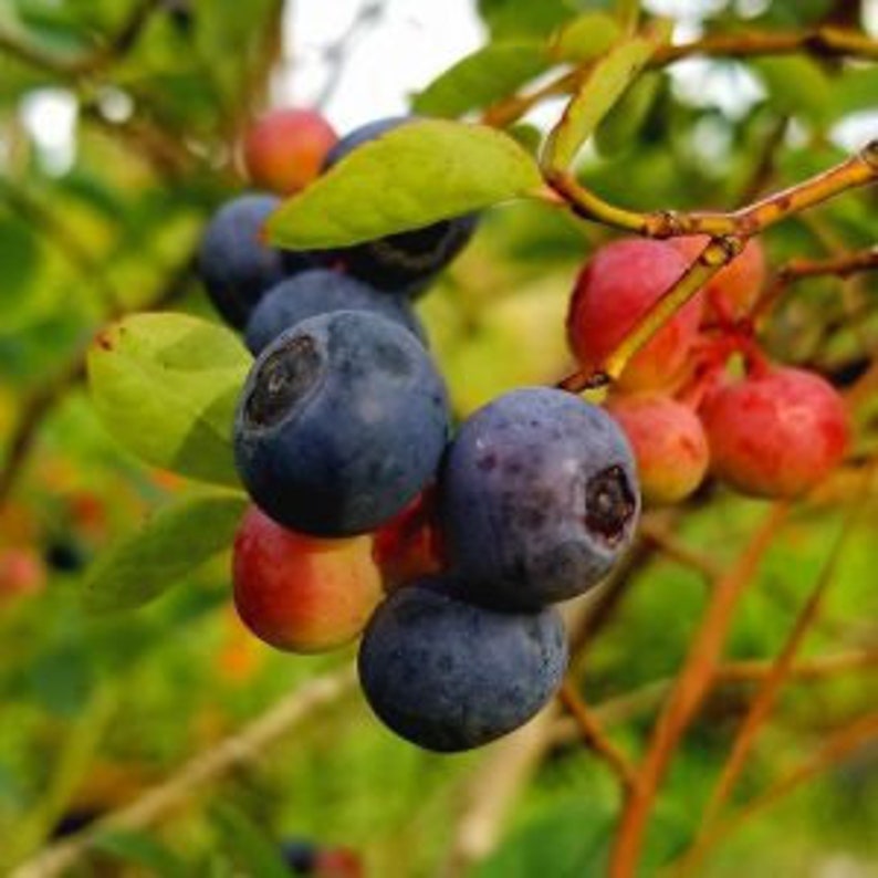 Brightwell Blueberry Bush 24-36 Inches Self-Fruitful Vaccinium corymbosum, Disease Resistant, Ideal for Zones 7-9