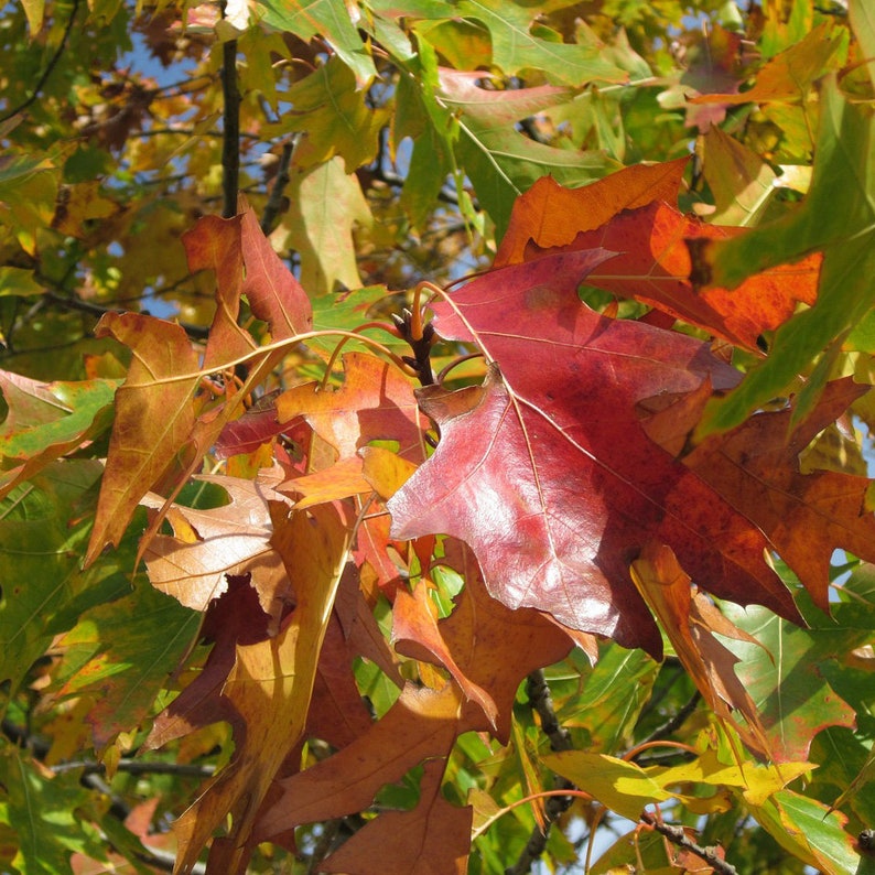 Northern Red Oak Tree 2-3' Quercus rubra Fast Growing Bristle-tipped Leaves Red Fall Color Bare Root Plant