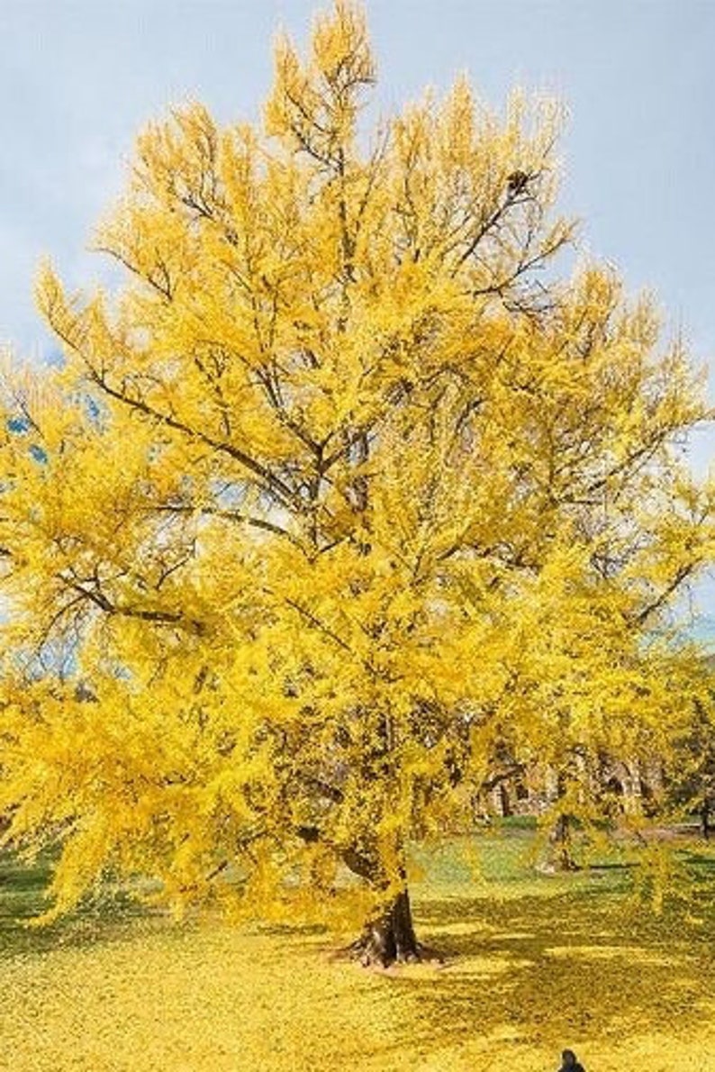 Ginkgo Biloba Plant in Quart Pot - Hardy Ginkgo Tree (Ginkgo biloba) for Landscaping, Zones 4-9, Unique Fan-Shaped Leaves