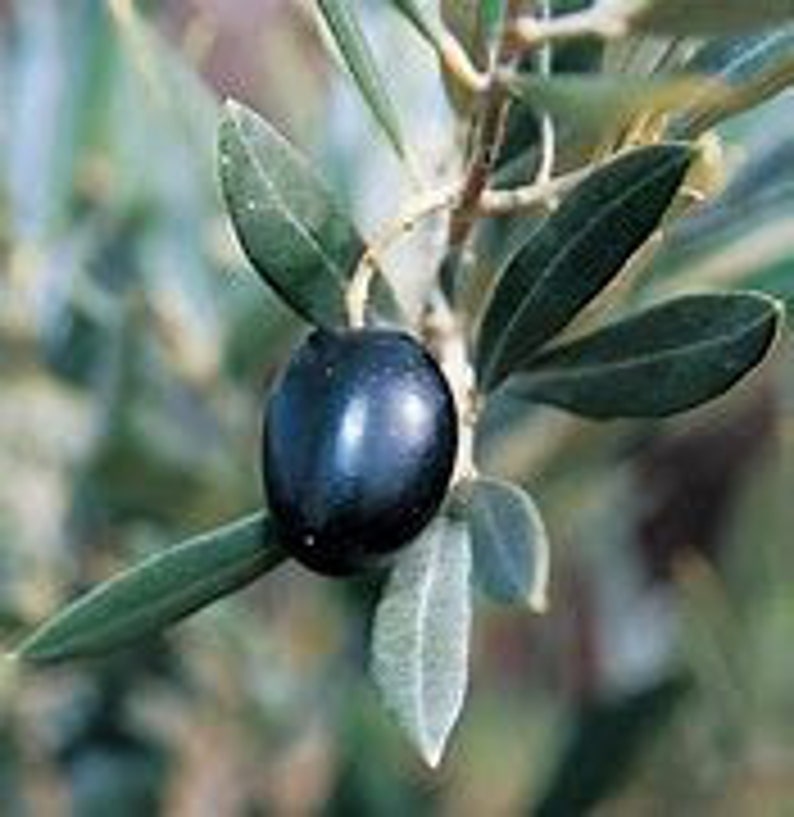 Arbequina Olive Tree 24 Inch - Low-Maintenance Variety - Olea europaea 'Arbequina' - Ideal for Home Gardens and Patios