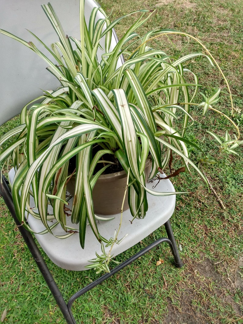 Small Spider Vittatum Plant with Free Cutting - Chlorophytum comosum - Easy Care Indoor Houseplant for Gardening