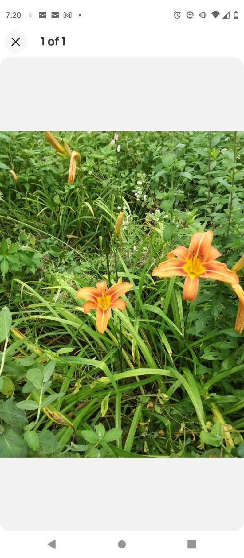 Day Lily Bare Roots (100) - Orange Fragrant Perennials - Hemerocallis spp. - Ideal for Hot Weather States